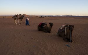 8 days Casablanca to Marrakech grand tour